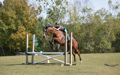 8 Tips to Have a Willing and Confident Jumping Horse