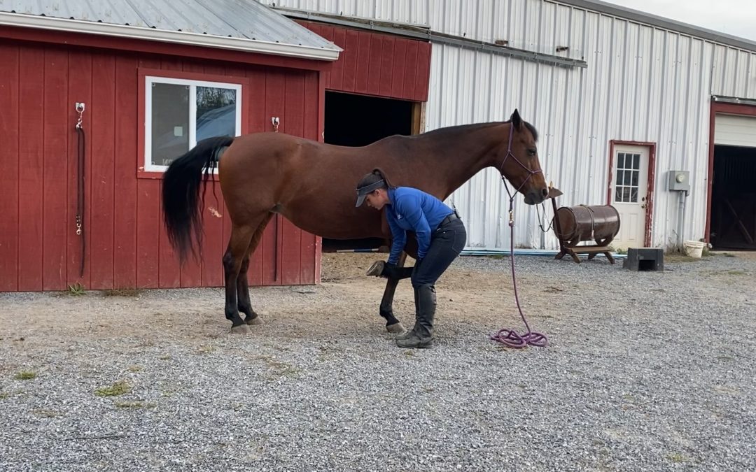 How to Become Your Farrier’s Favorite Client