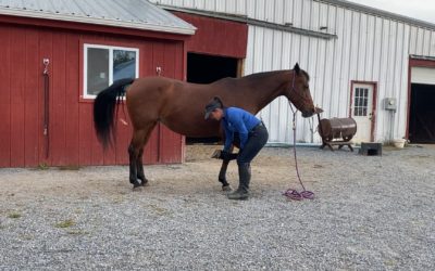 How to Become Your Farrier’s Favorite Client